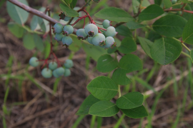 ファイル 59-5.jpg