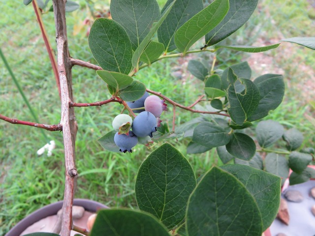 ファイル 6-1.jpg