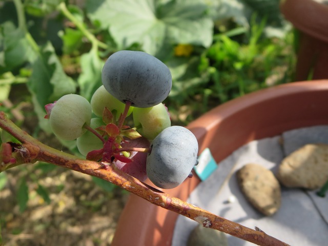 ファイル 6-2.jpg