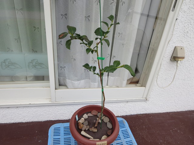 ファイル 6-3.jpg