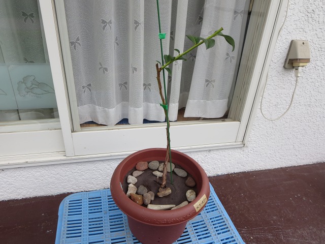 ファイル 6-4.jpg