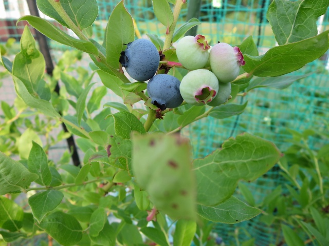 ファイル 60-1.jpg