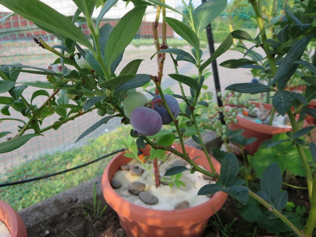 ファイル 60-2.jpg