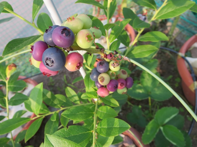 ファイル 60-3.jpg