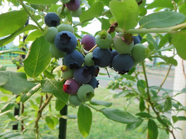 ファイル 60-5.jpg