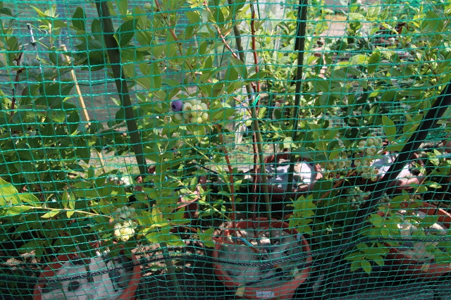 ファイル 62-1.jpg