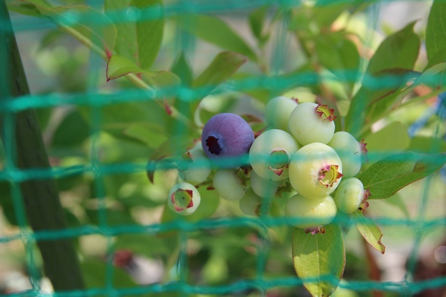 ファイル 62-2.jpg