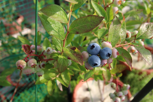 ファイル 63-1.jpg