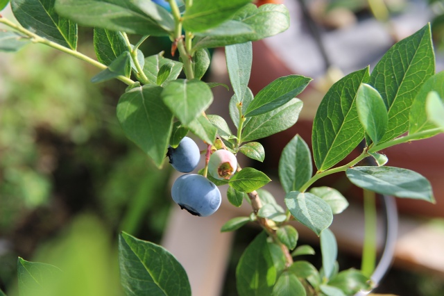 ファイル 63-3.jpg