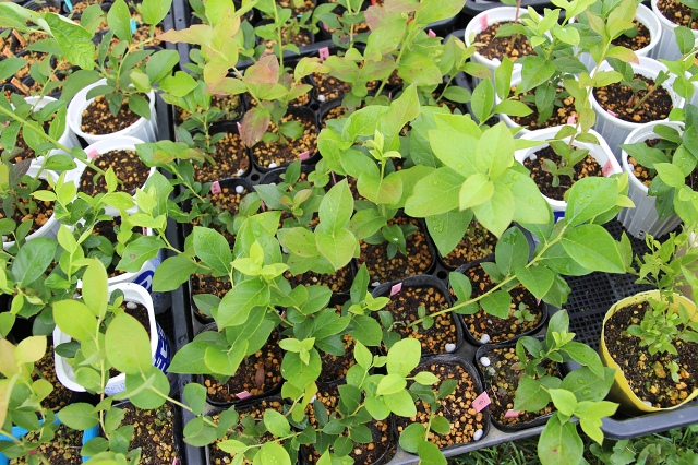 ファイル 63-4.jpg