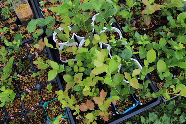 ファイル 63-5.jpg