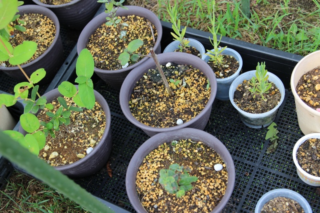 ファイル 63-7.jpg