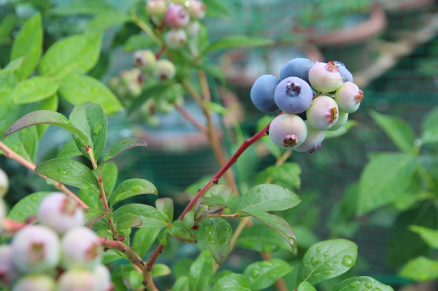 ファイル 65-1.jpg