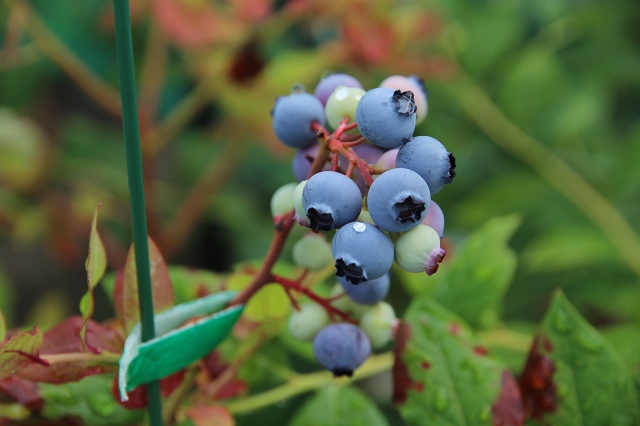 ファイル 65-2.jpg