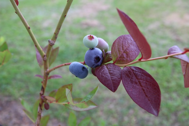 ファイル 66-1.jpg