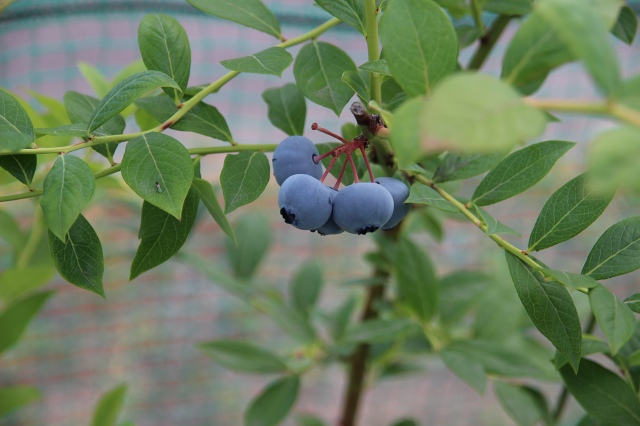 ファイル 66-2.jpg