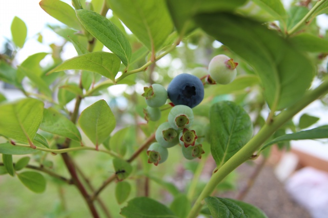 ファイル 66-3.jpg