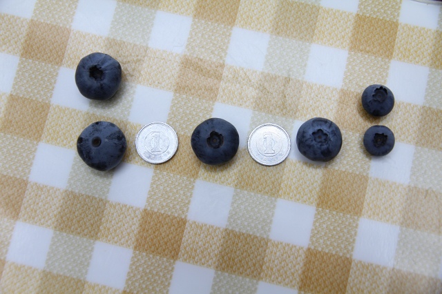 ファイル 67-1.jpg