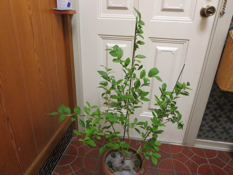 ファイル 68-1.jpg