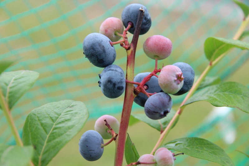 ファイル 69-1.jpg