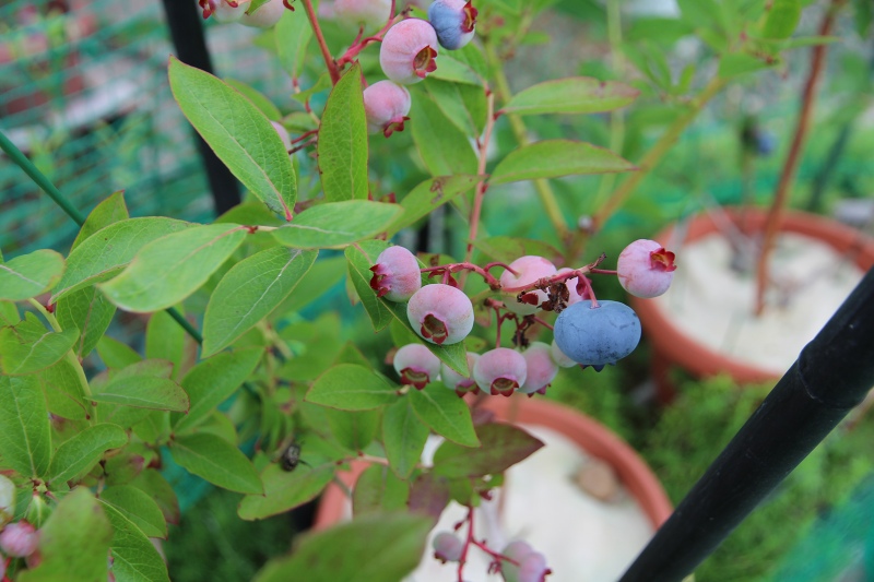 ファイル 69-2.jpg