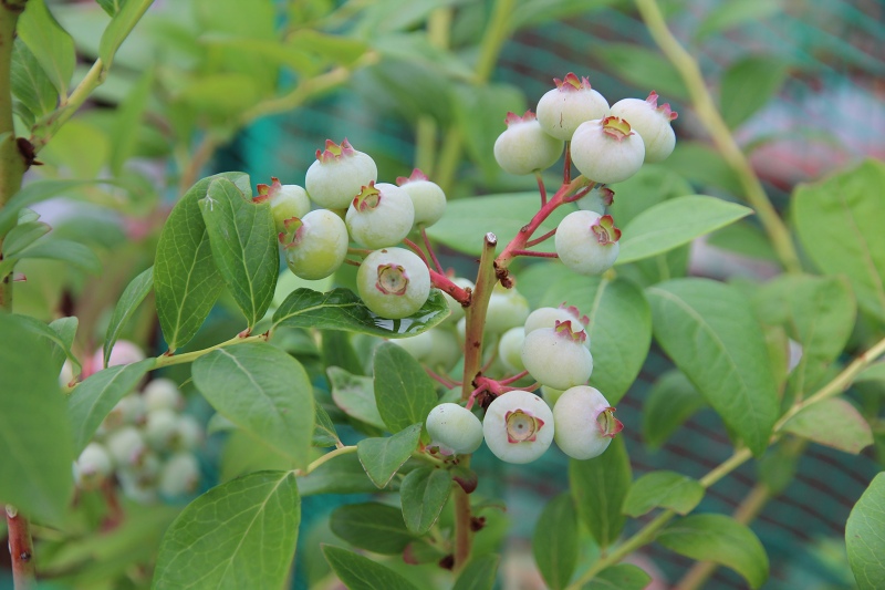 ファイル 69-4.jpg