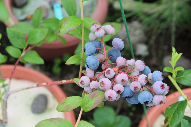 ファイル 69-7.jpg