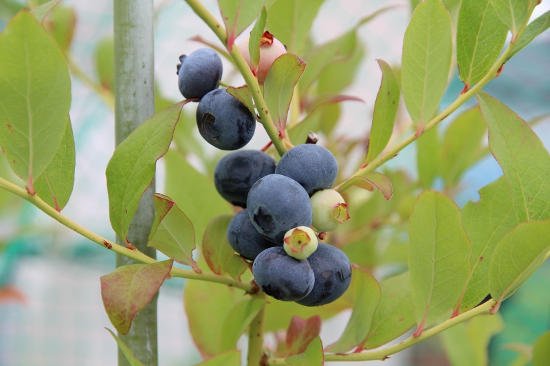 ファイル 69-9.jpg