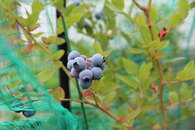 ファイル 70-1.jpg