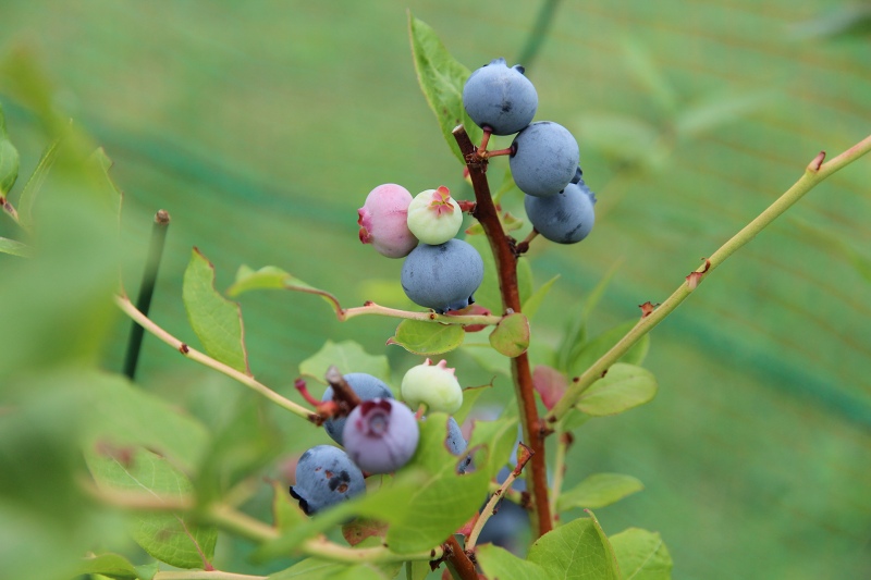 ファイル 70-9.jpg