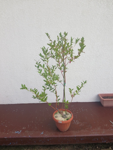 ファイル 71-1.jpg