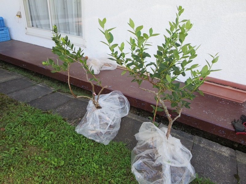 ファイル 75-1.jpg