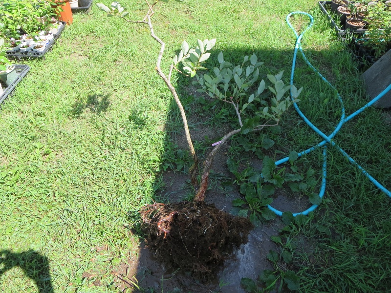 ファイル 75-2.jpg