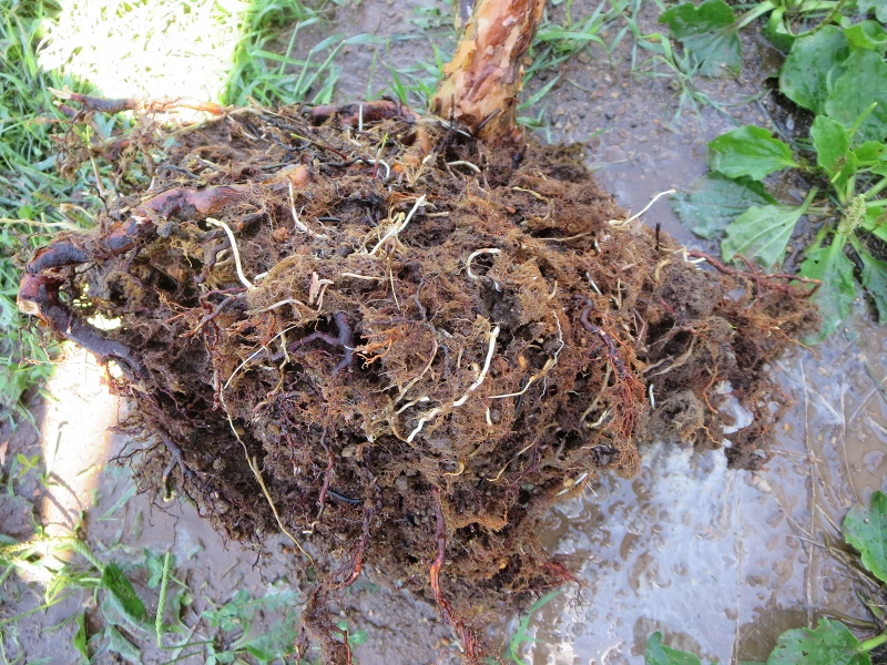 ファイル 75-3.jpg