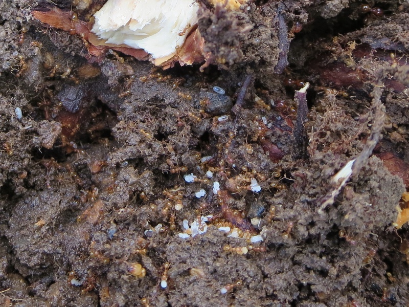 ファイル 75-7.jpg