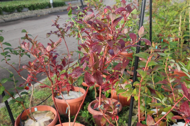 ファイル 77-5.jpg