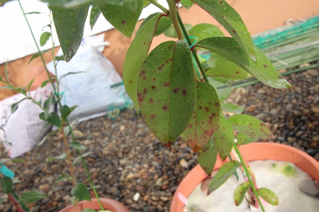 ファイル 77-6.jpg