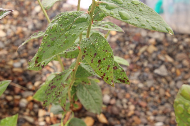 ファイル 77-8.jpg