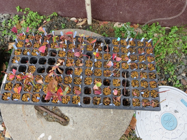 ファイル 79-1.jpg