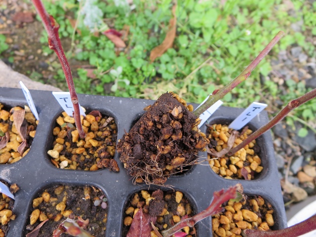 ファイル 79-2.jpg