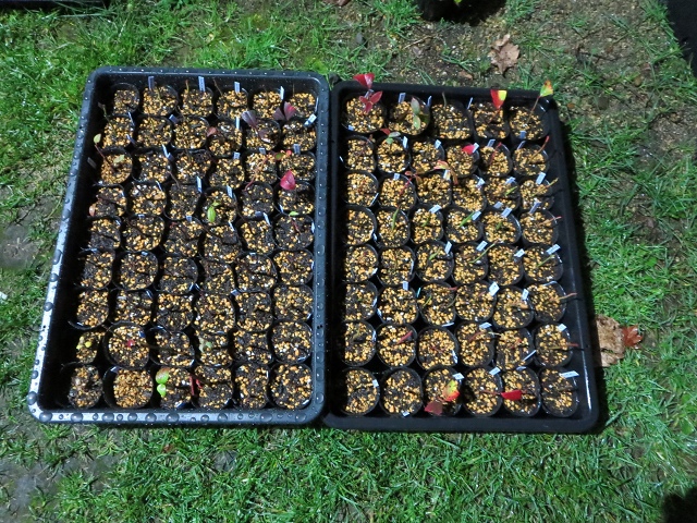 ファイル 79-3.jpg