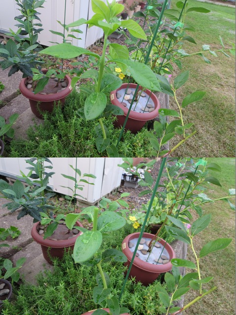 ファイル 8-1.jpg