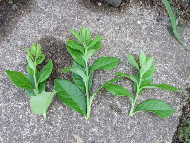 ファイル 8-3.jpg