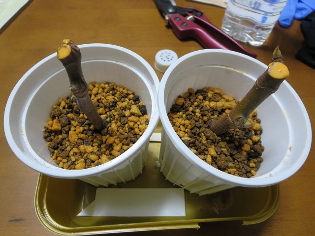 ファイル 80-4.jpg