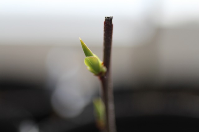 ファイル 80-5.jpg