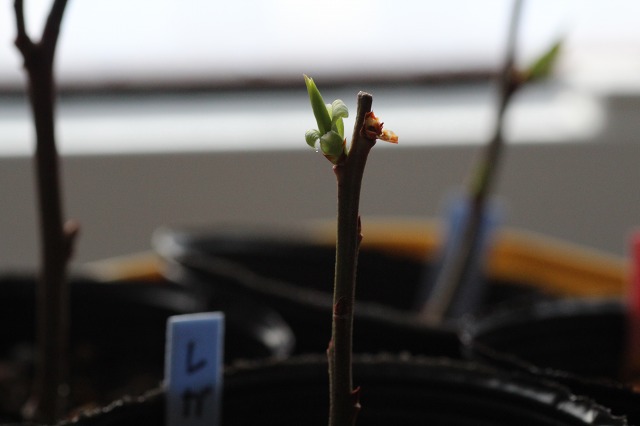 ファイル 80-6.jpg