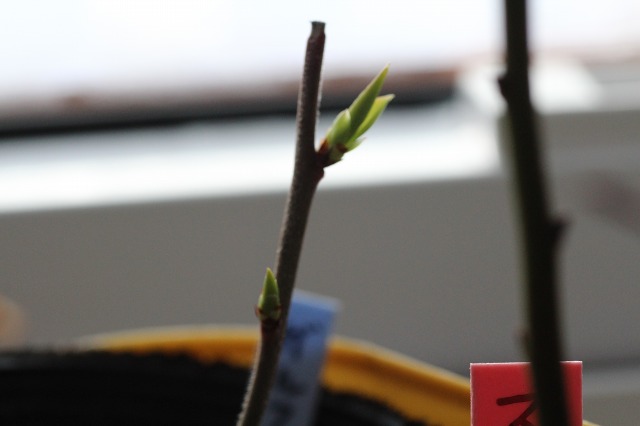 ファイル 80-7.jpg