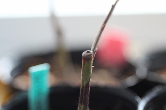 ファイル 80-9.jpg