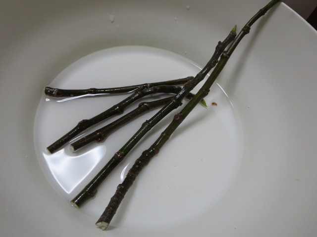 ファイル 81-1.jpg