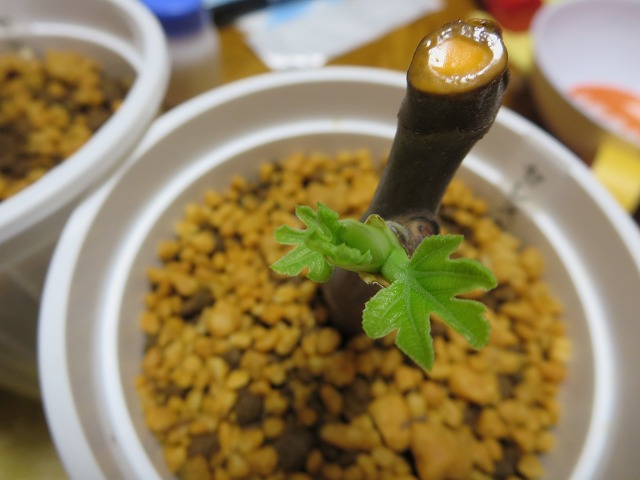 ファイル 82-1.jpg